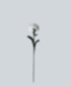 Thumbnail: Small Rose