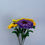 Thumbnail: Gerbera Daisy