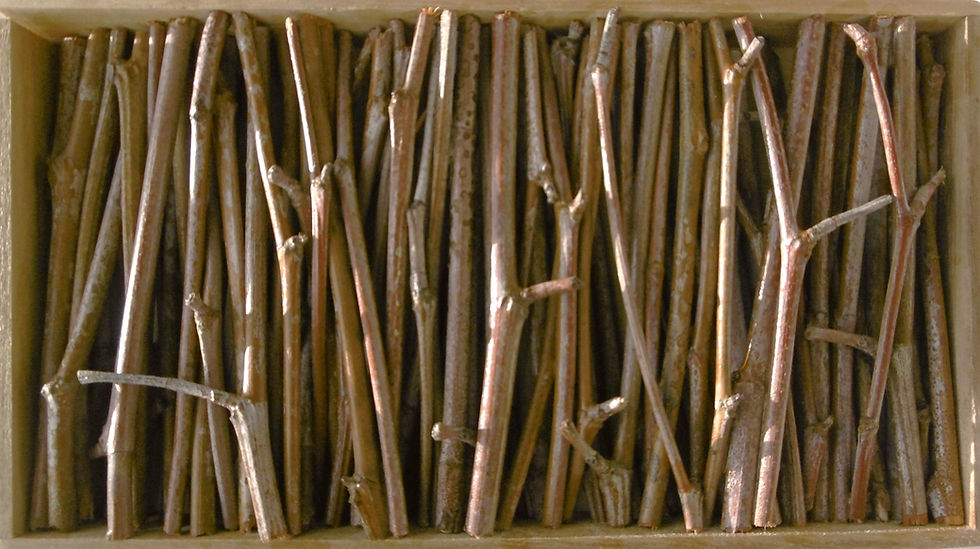 "Forêt de brindilles"