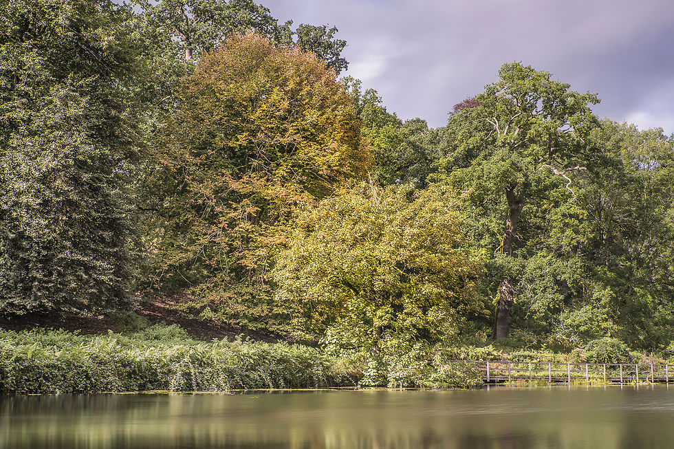 Millpond Early Autumn