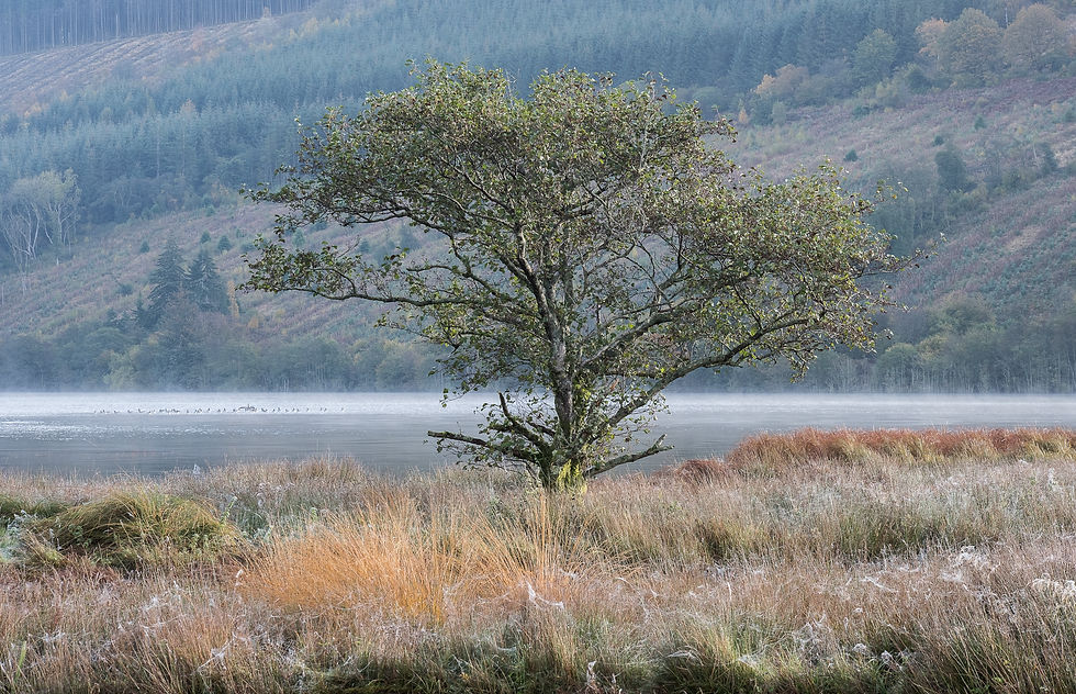 Tal-y-Bont tree