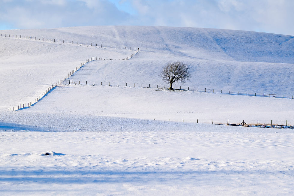 Lone tree in snow
