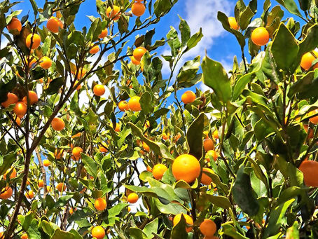 2024.2.26 午後の活動(散歩)