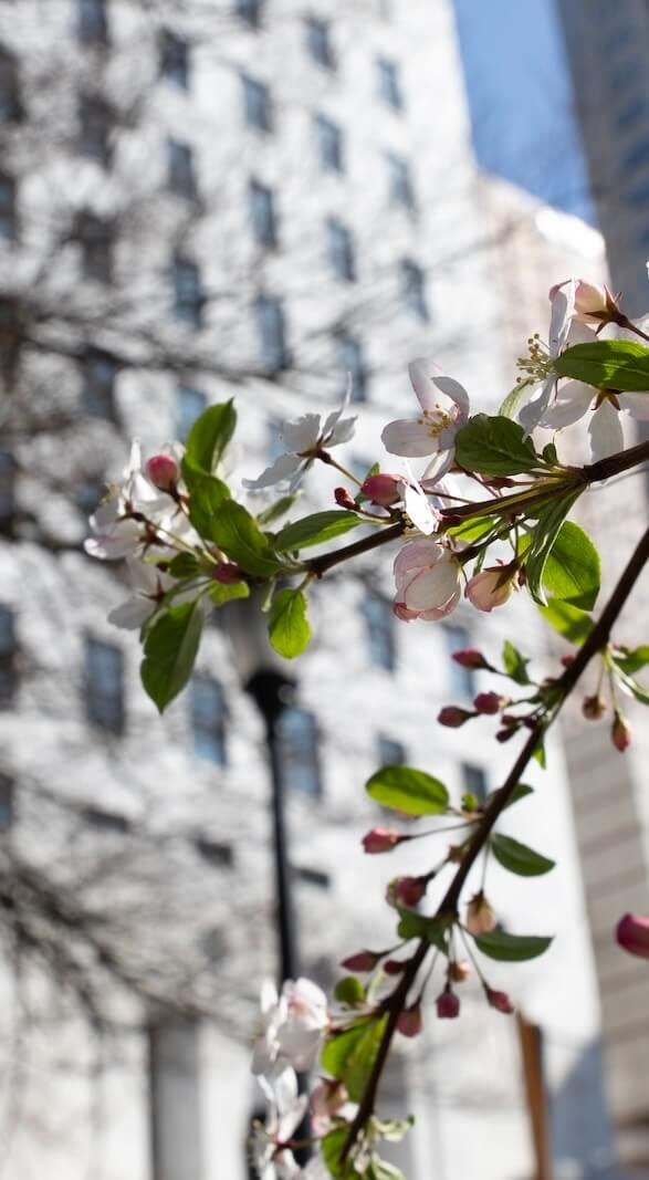 Flowers blooming on tree with building in background