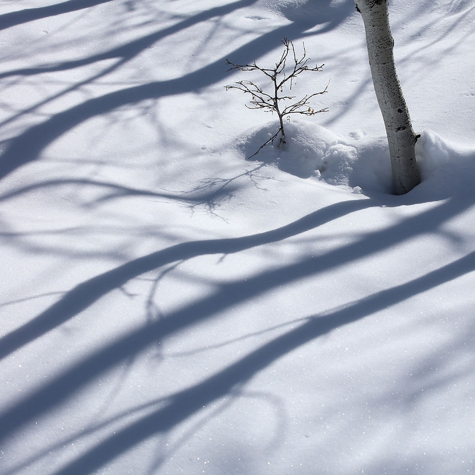Shadows Beneath the Aspen, 2203-0229