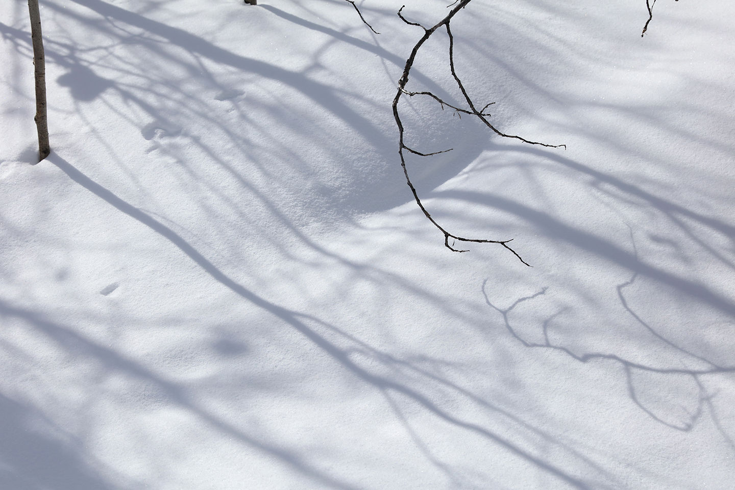 Shadows Beneath the Aspen, 21-0217-540