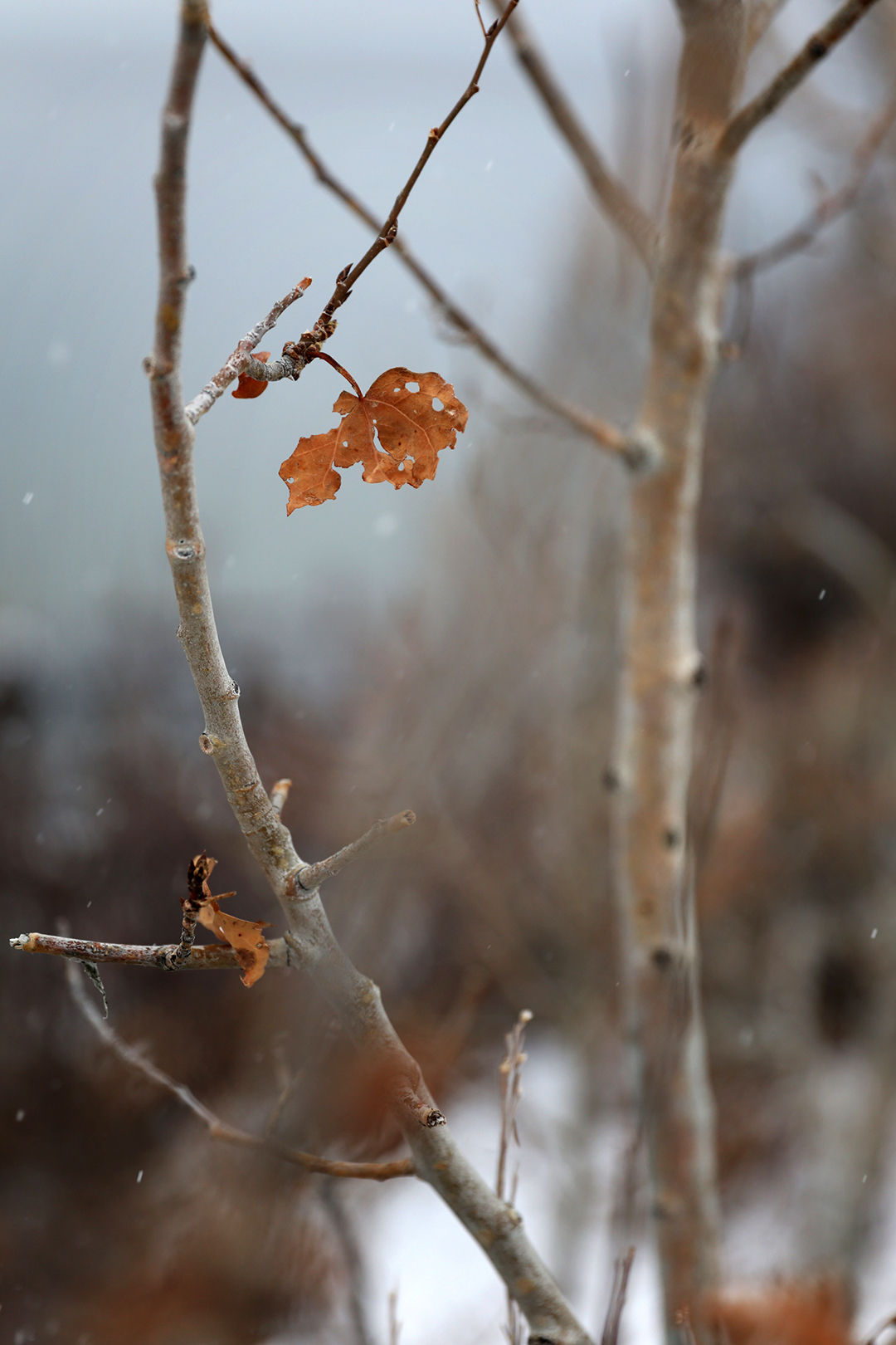Color Hues of the Season 2312-2715