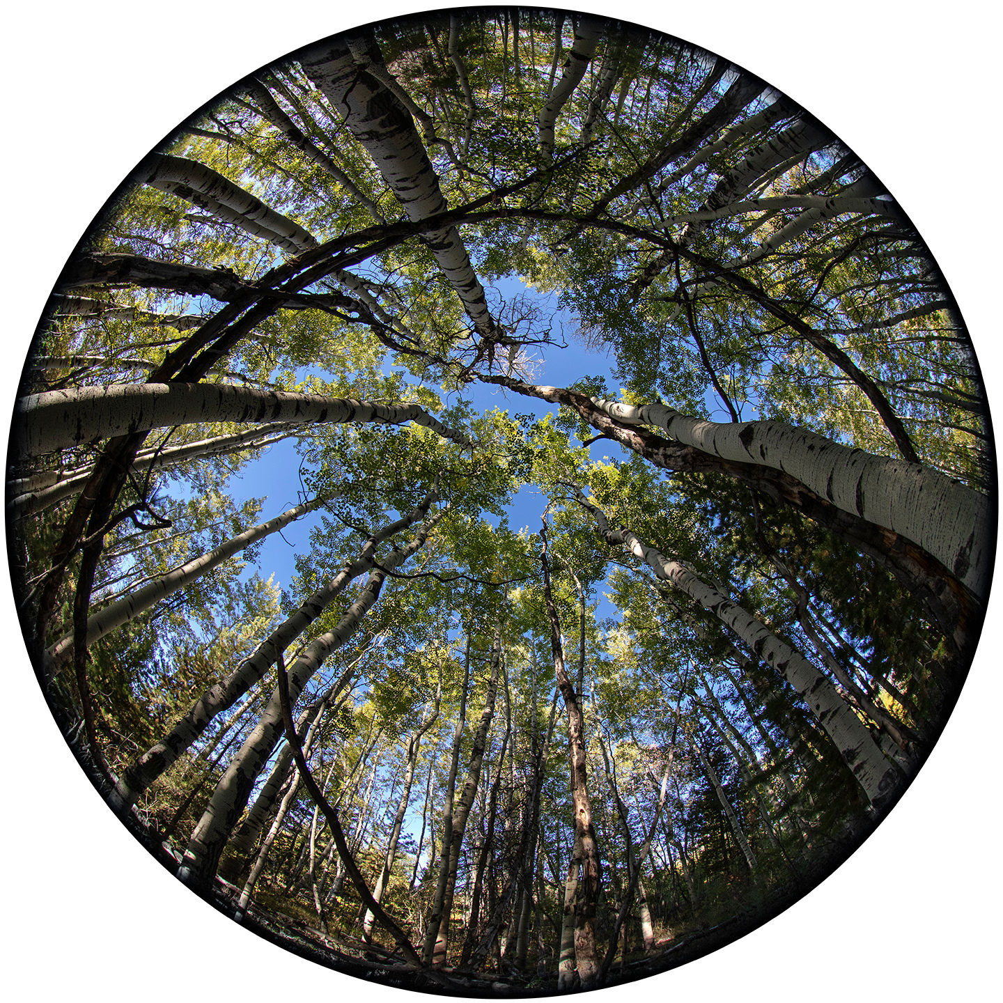 Looking Up, Untitled 0926-5400