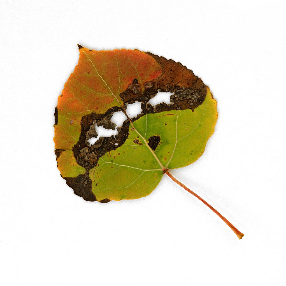 Fallen 2018, 1004-2576