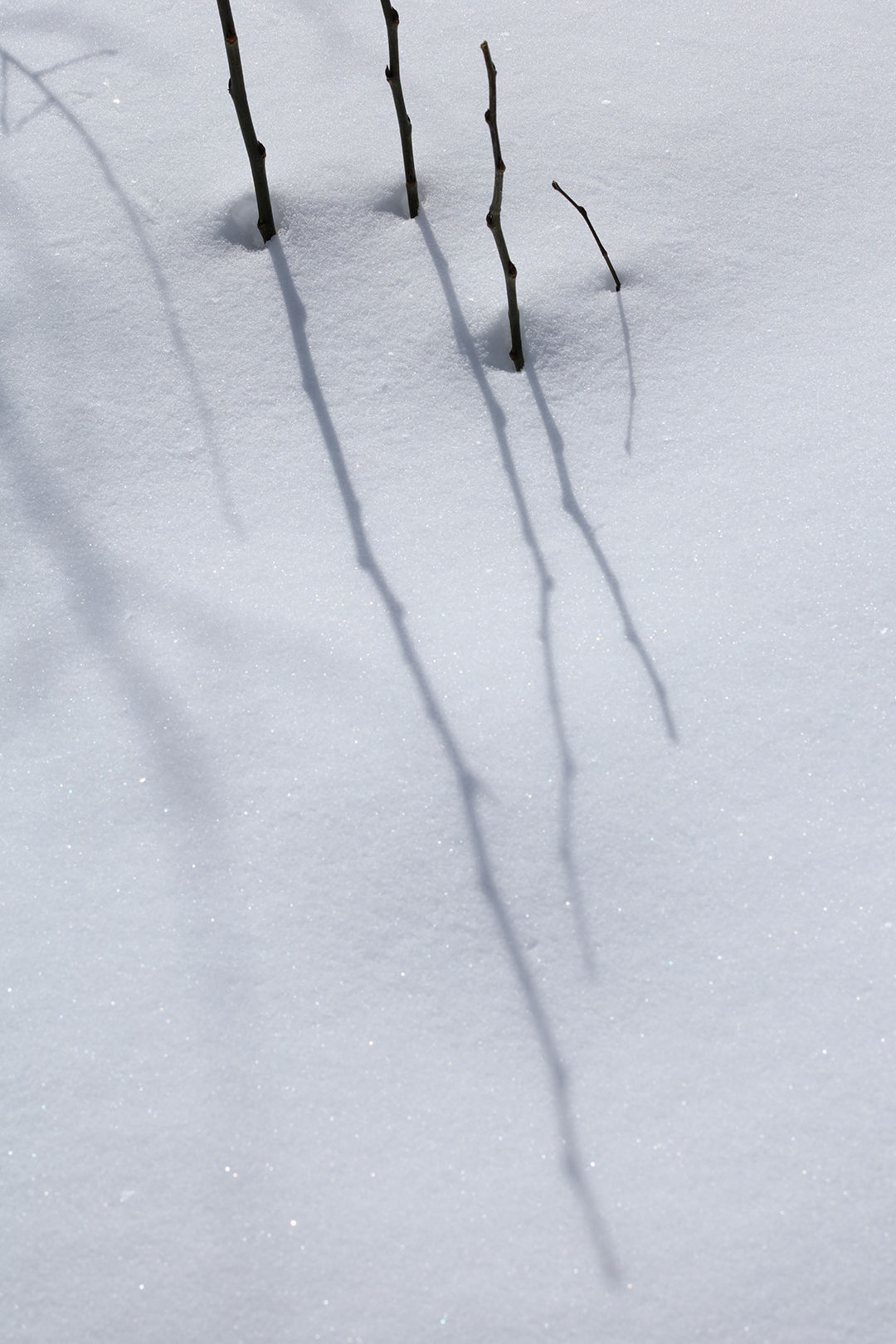 Shadows Beneath the Aspen, 2203-0290