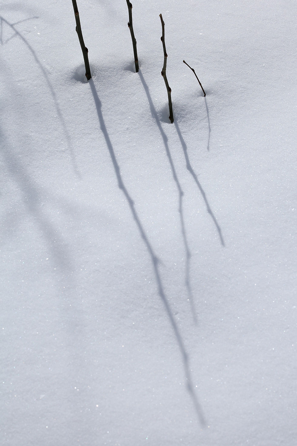 Shadows Beneath the Aspen, 2203-0290