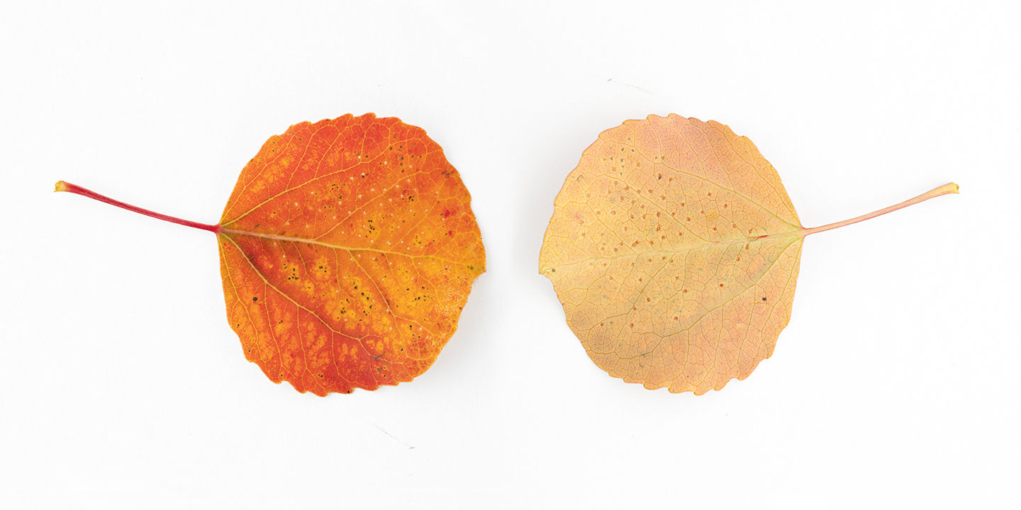 Fallen 2019, FlipSide 0926-2667