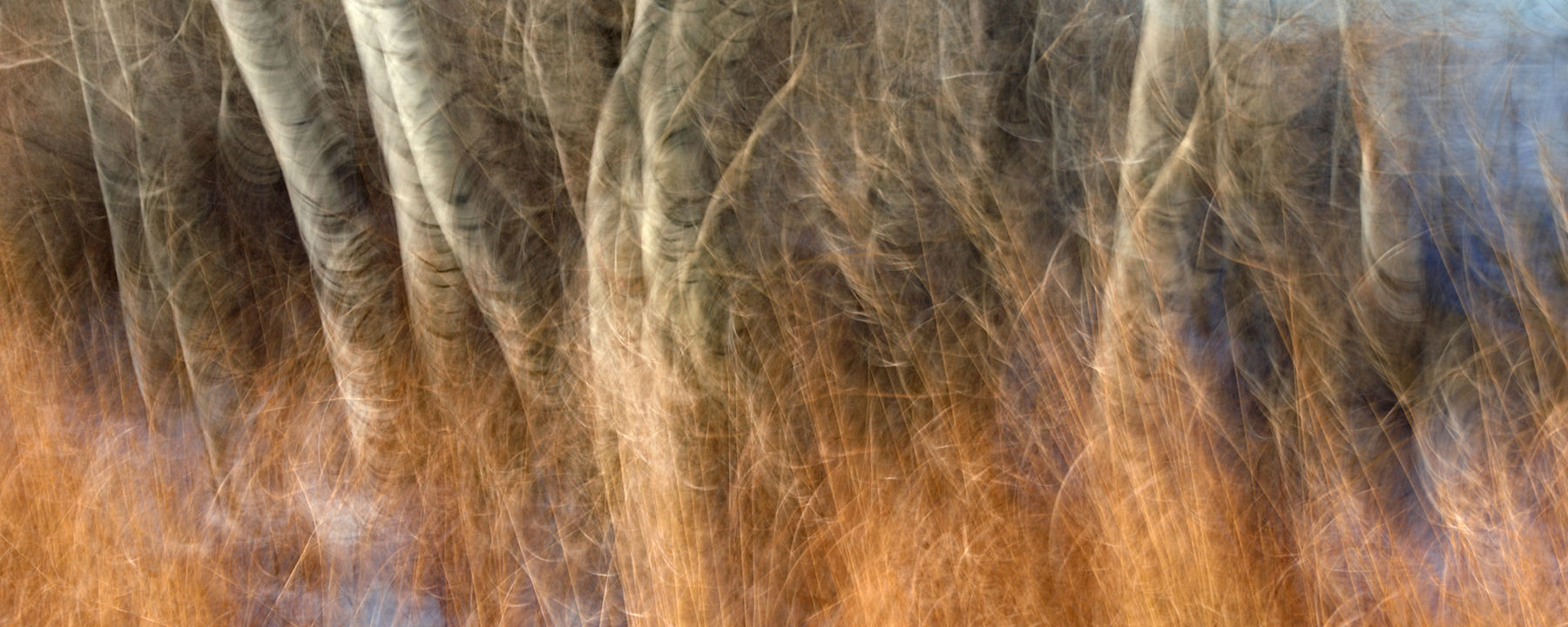 Motions, A Winter's Morning 2401-6990