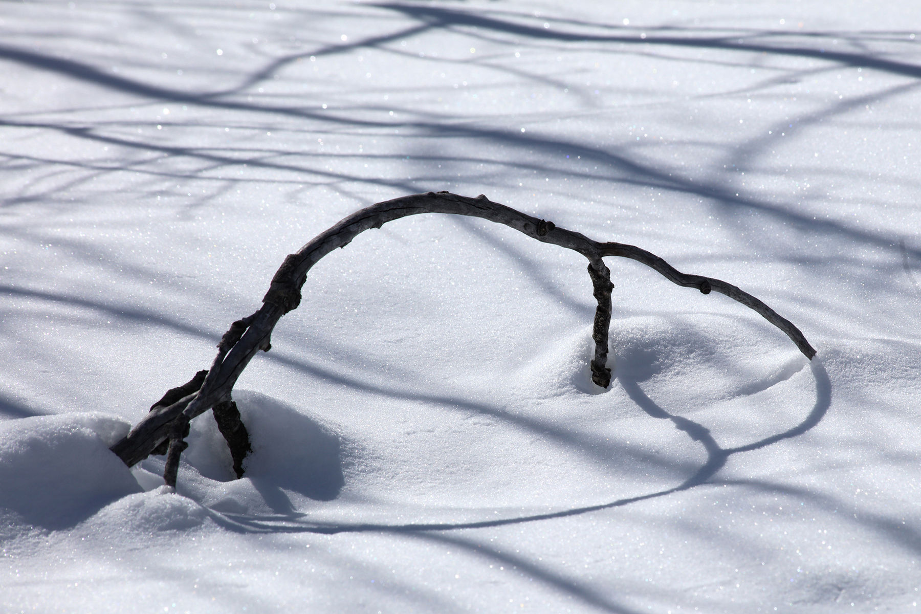 Shadows Beneath the Aspen, 2203-0232