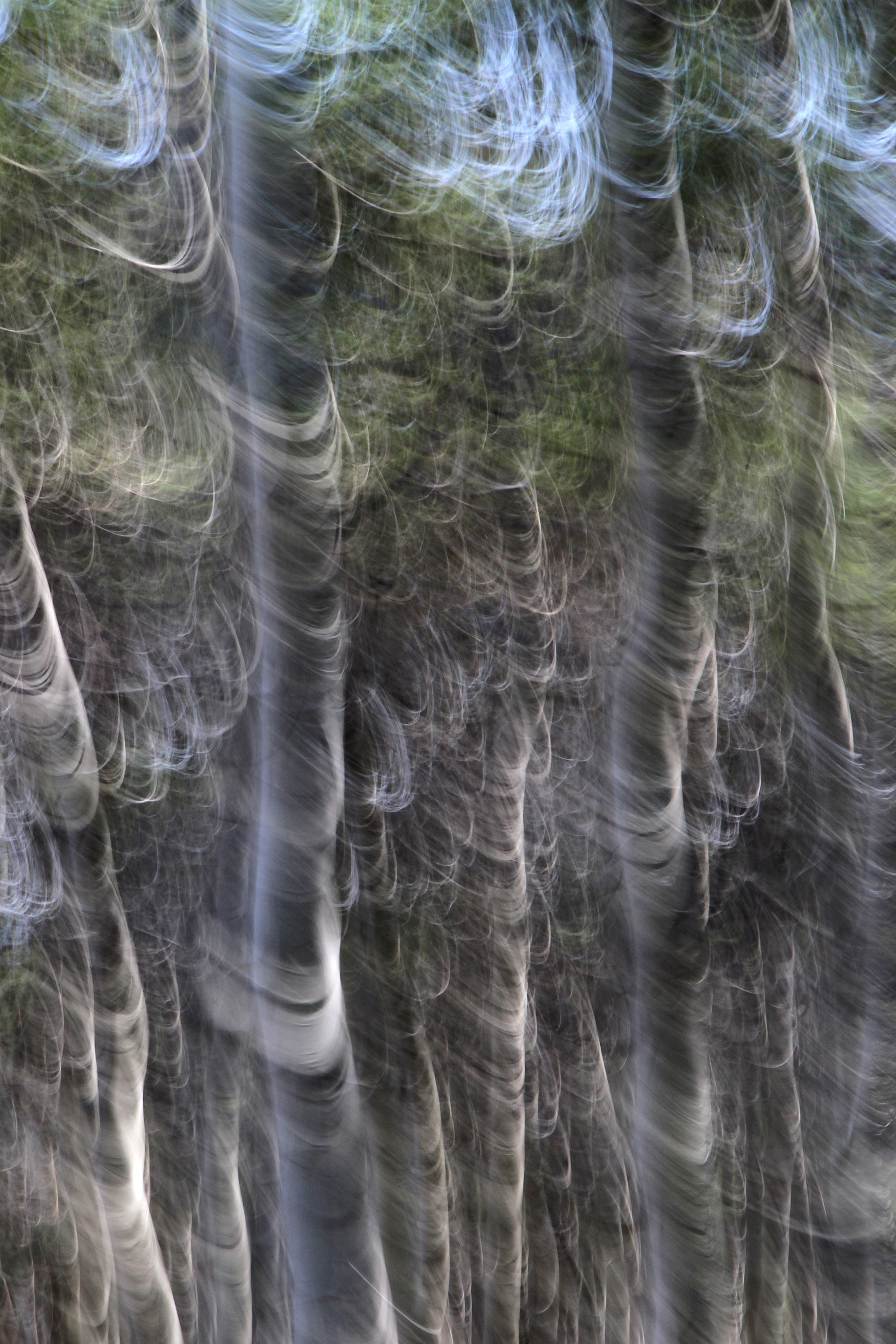 Along the Dirt Road, Aspen Beams I, No. 1208-571