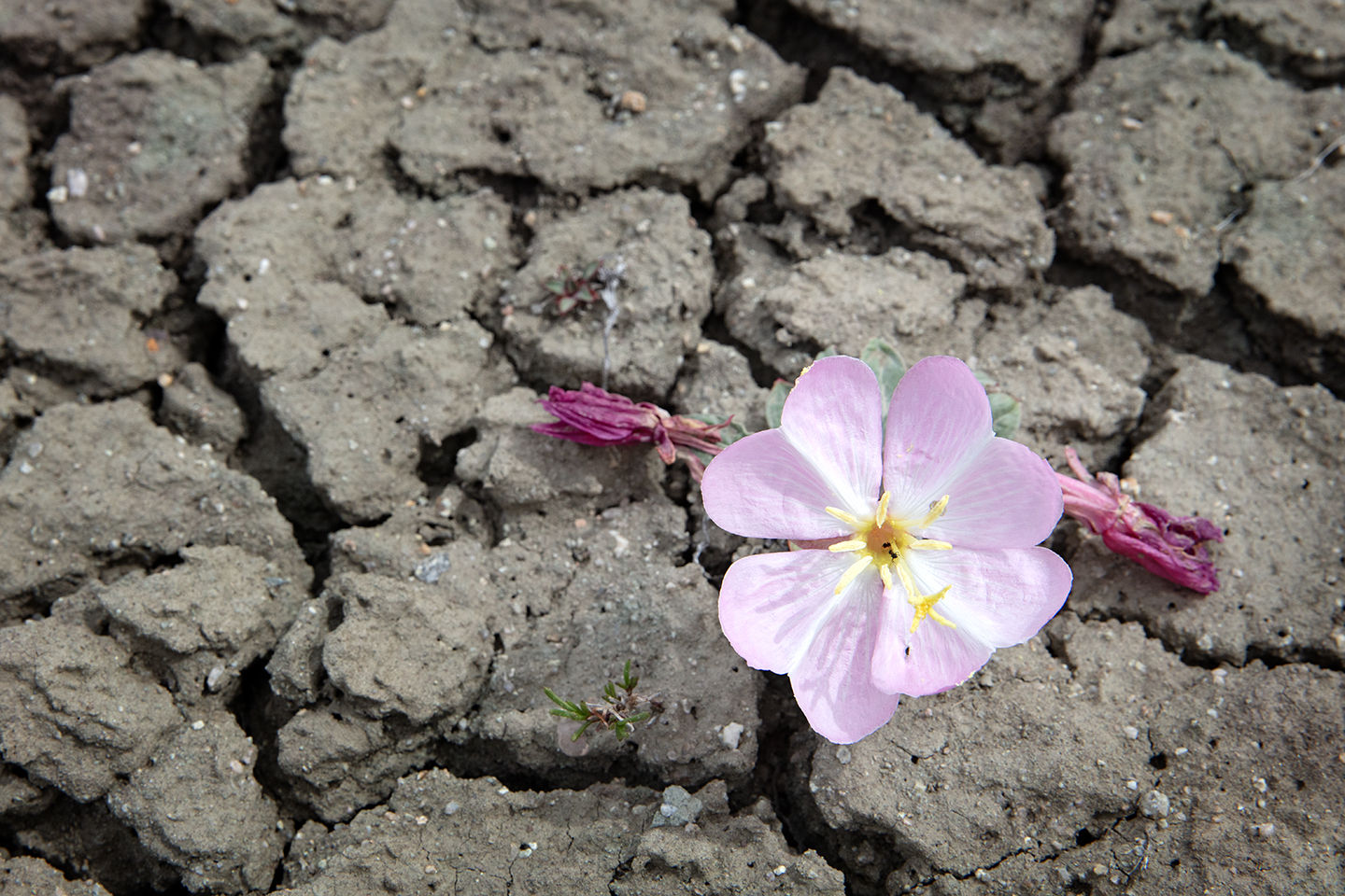 Desert Blooms, 2502-5768