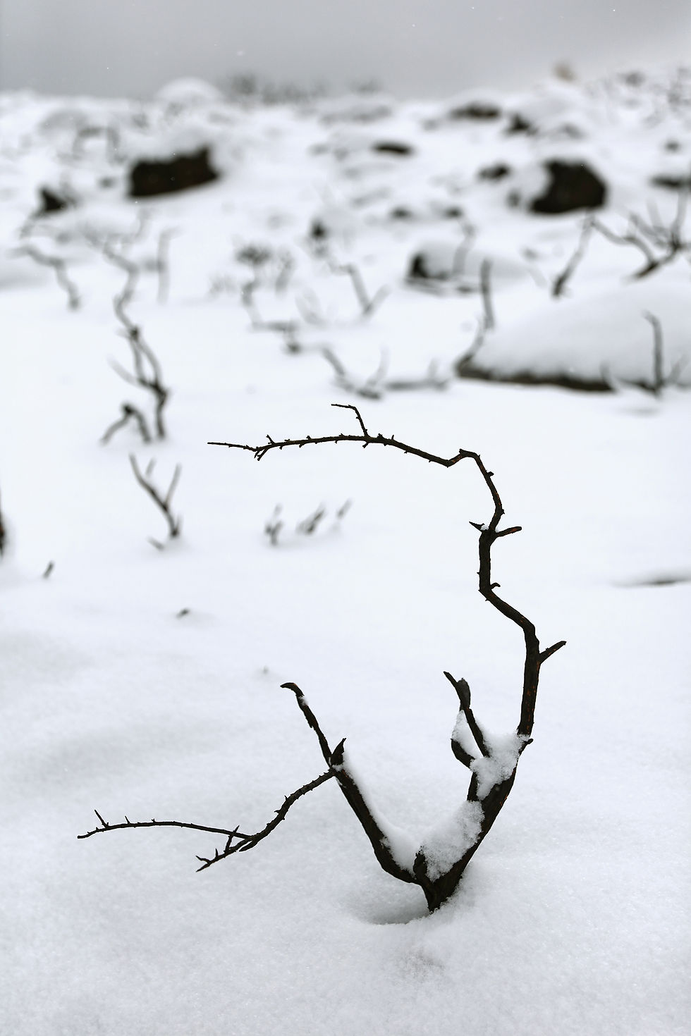 Waiting on Spring's Rebirth, 964