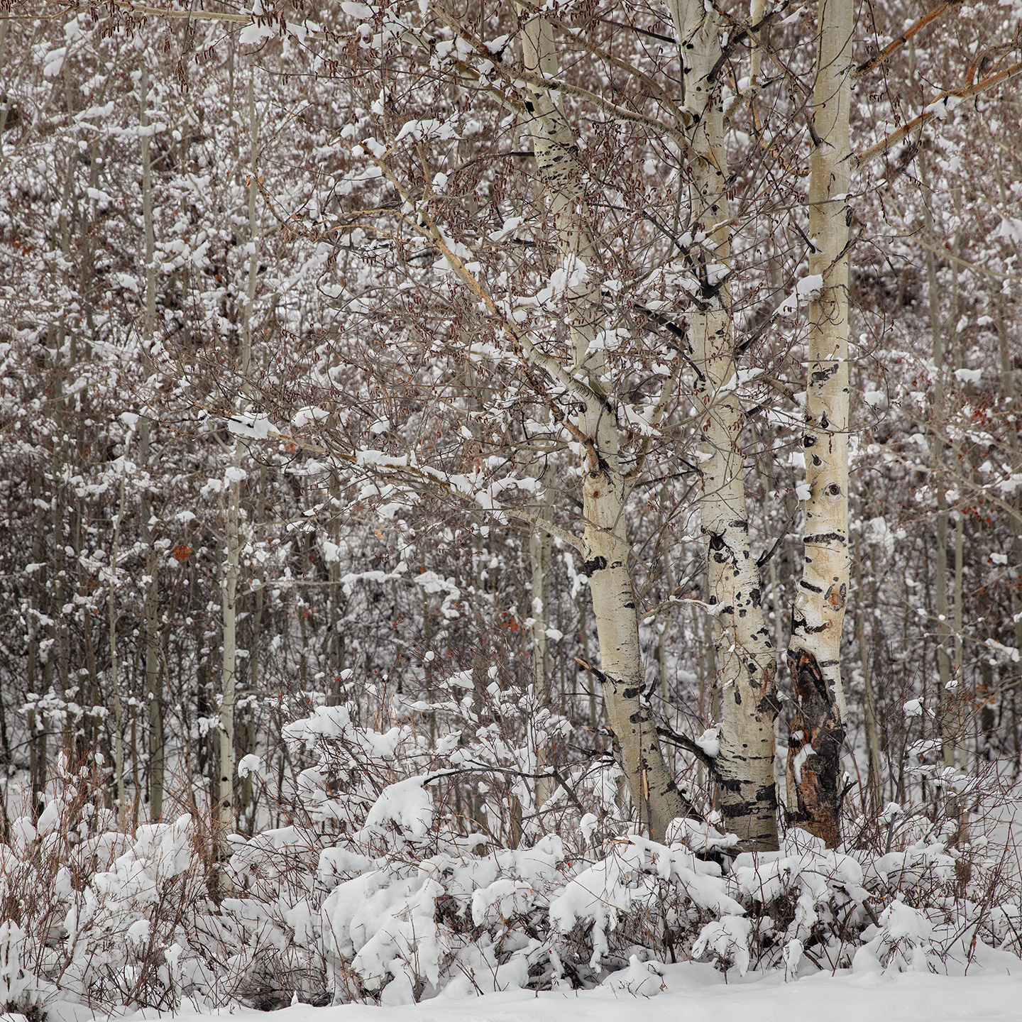 Spring Snow, 2604-4316