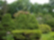 Garden Plants 2
