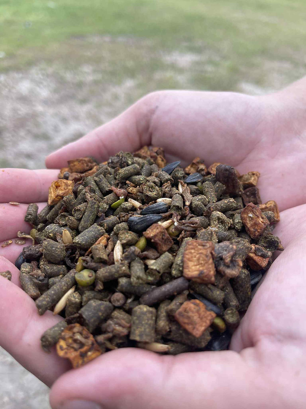 Wholesome Blend Senior