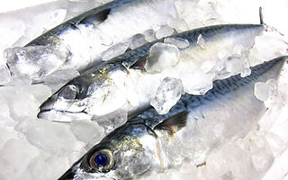 611435_m鮮魚