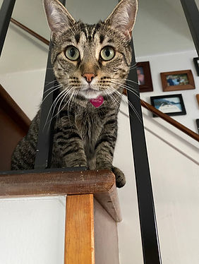 beautiful Gracie 8-24.jpg