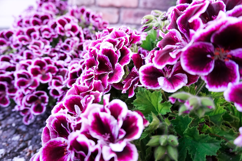 Blinding Blossoms