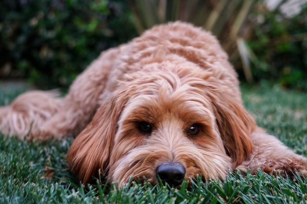 Barking Brown
