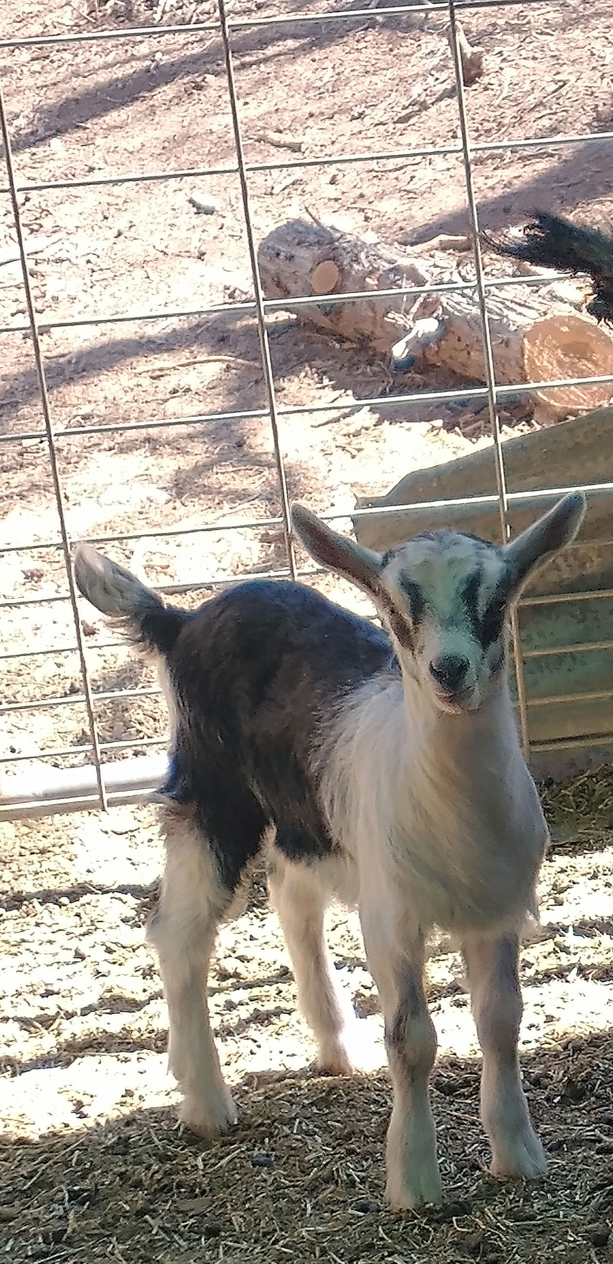 Latte (BIO)* None of the GOATS are for sale at this time.