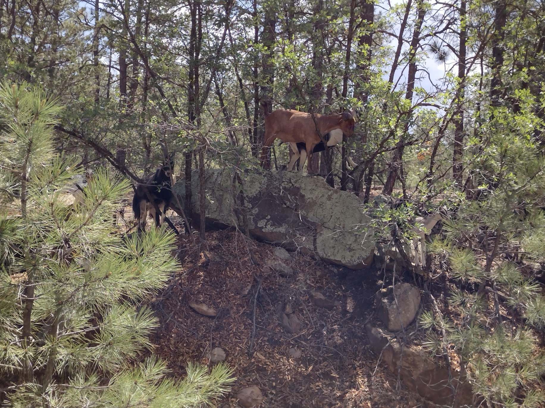 Chipping Services! (How Many Goats do you see?)