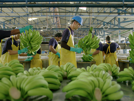 Panamá logra el regreso de Chiquita y rescata la actividad bananera en Bocas del Toro