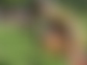 نسبت زنانگی و محیطزیست؛ تبارشناسی سلطه و افقهای رهایی