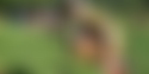 نسبت زنانگی و محیطزیست؛ تبارشناسی سلطه و افقهای رهایی