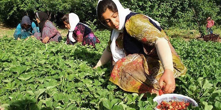 نسبت زنانگی و محیطزیست؛ تبارشناسی سلطه و افقهای رهایی