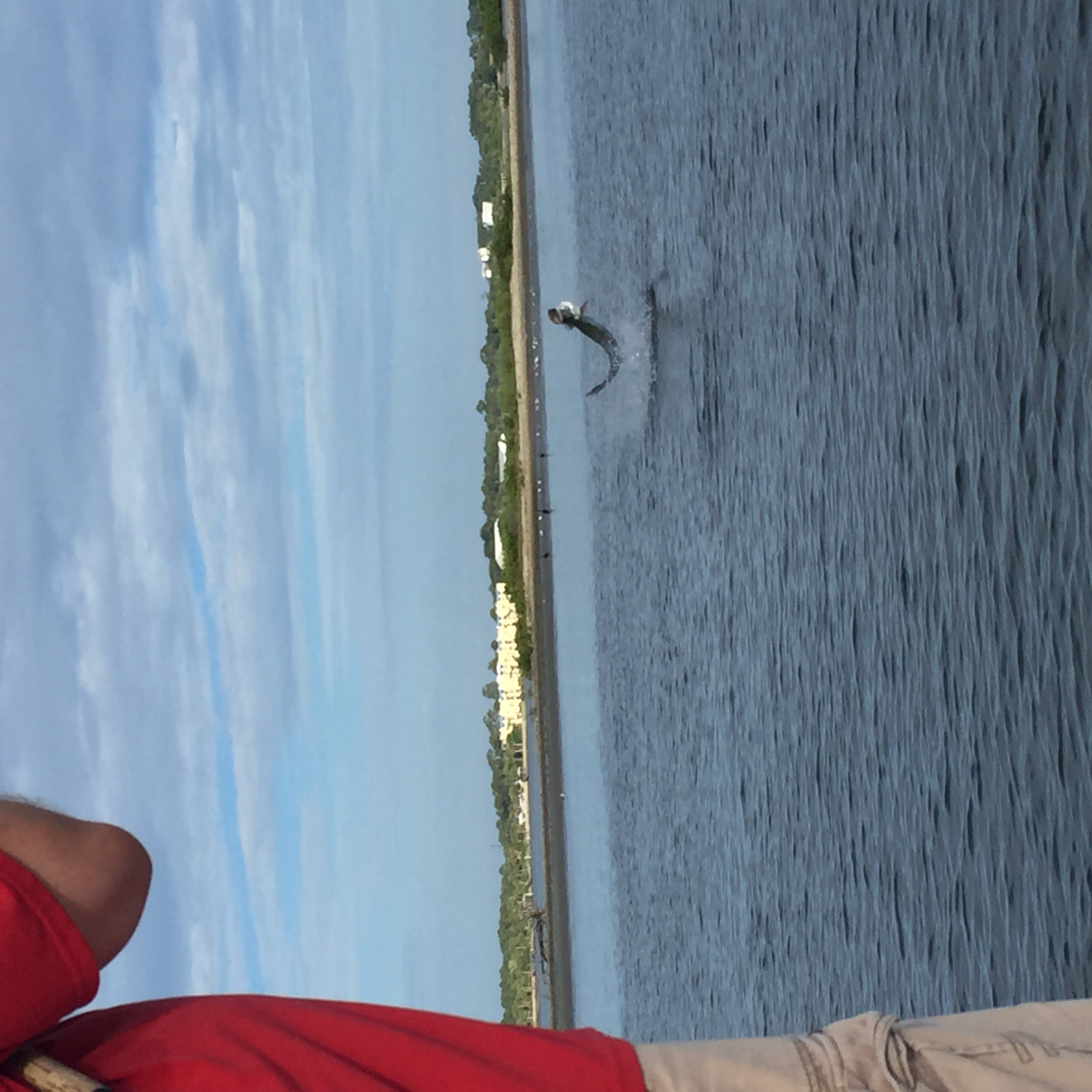 Tarpon getting airborne