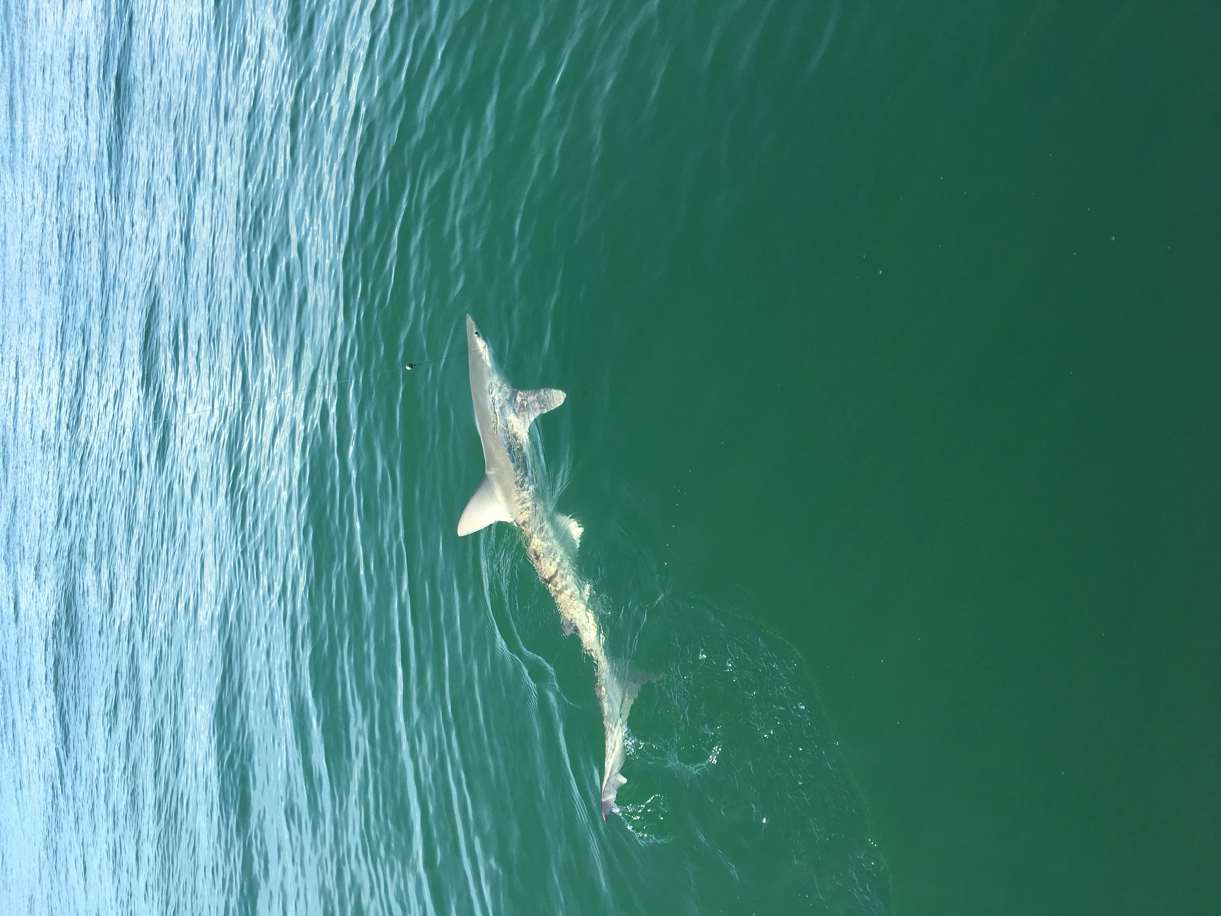 Ponce Inlet, Florida Shark Fishing