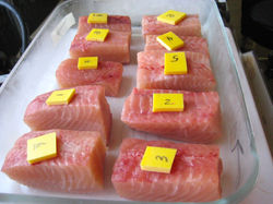 Muscle Sample from Large Females