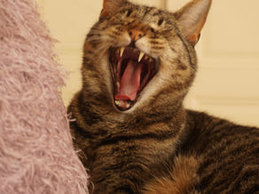 Creativity Dies A Thousand Deaths