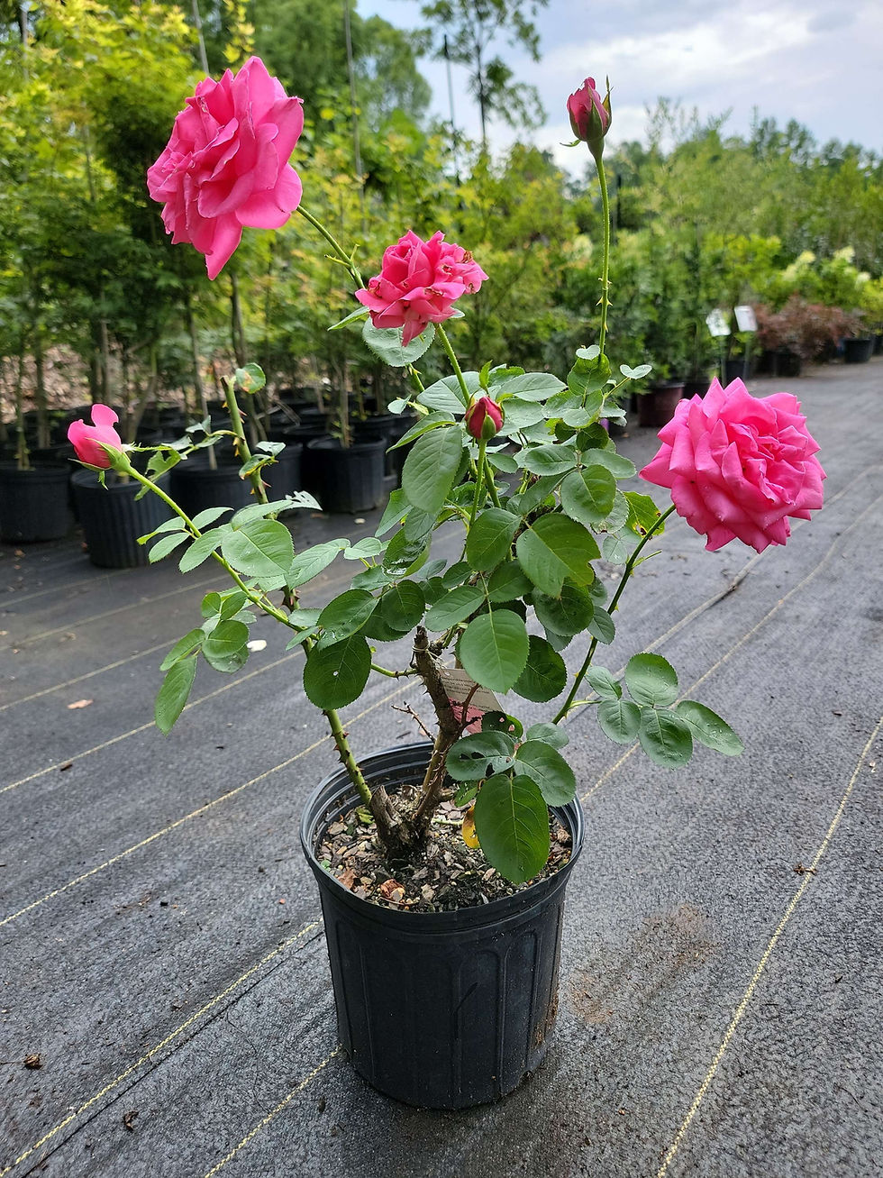 Thumbnail: Miss All American Beauty Hybrid Tea Rose 