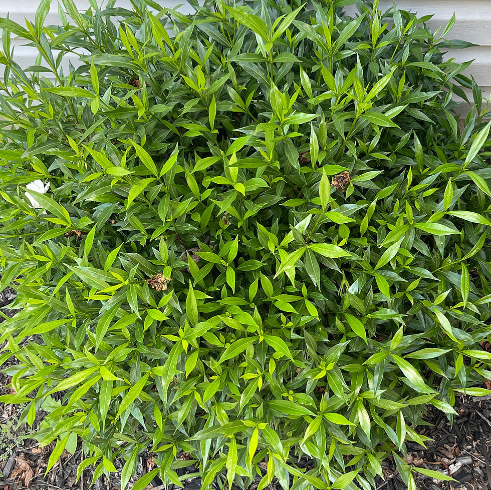 Thumbnail: Frost Proof Gardenia