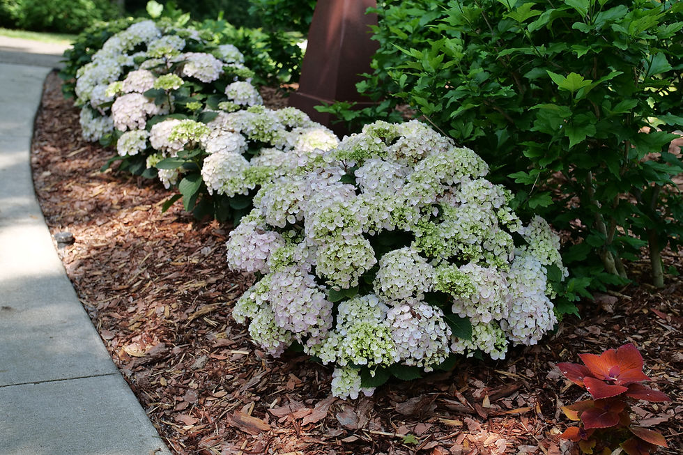 Thumbnail: Wee Bit Innocent Hydrangea 