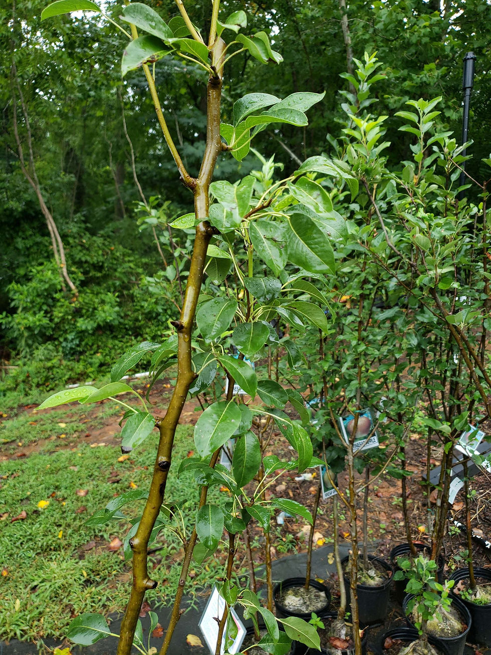 Thumbnail: Bartlett Pear Tree