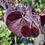 Thumbnail: Black Pearl Redbud