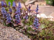 Ajuga Chocolate Chip