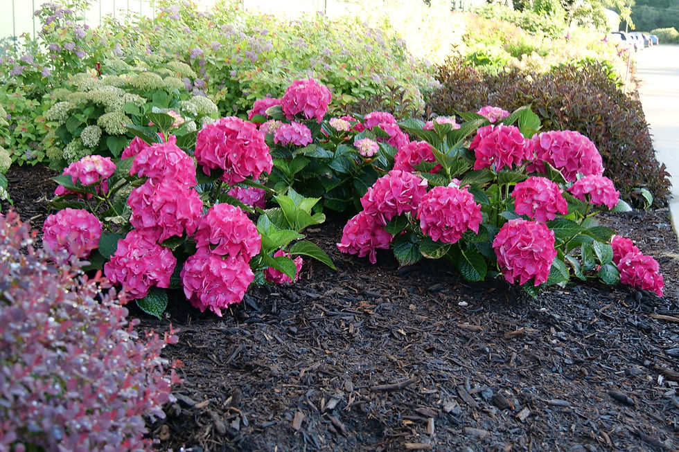 Thumbnail: Wee Bit Giddy Hydrangea