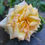 Thumbnail: Garden Party Hybrid Tea Rose 