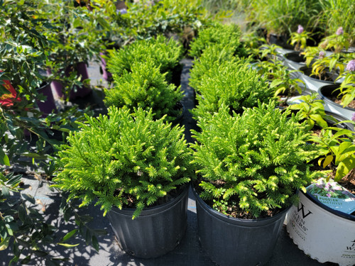 Dragon Prince Cryptomeria | Paragon Farms Plant Nursery