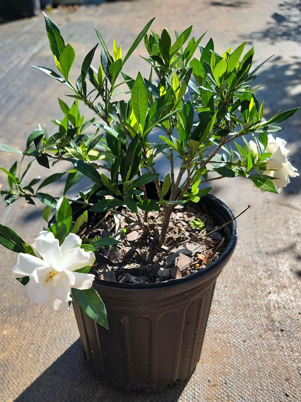 Thumbnail: Radican Gardenia