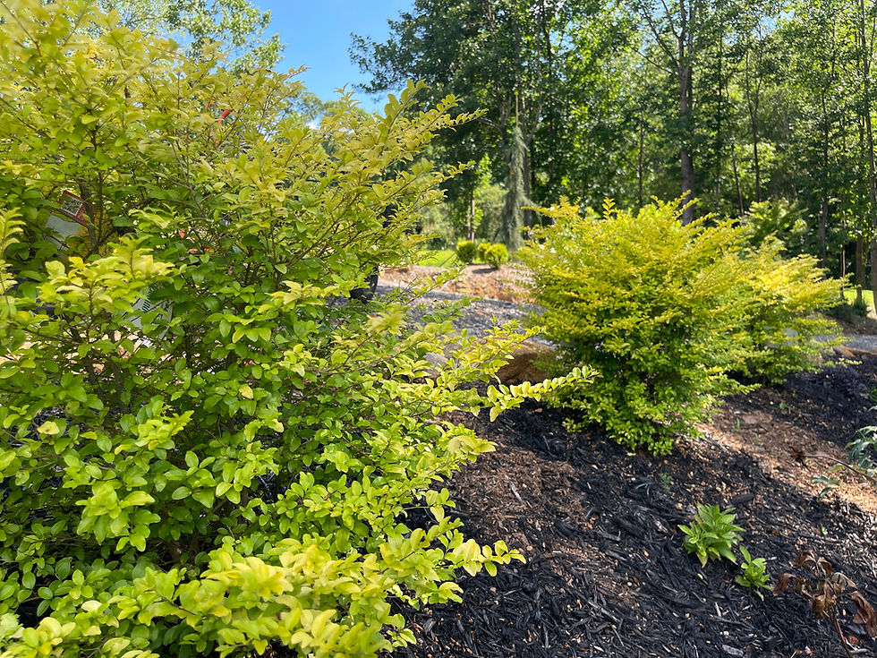 Thumbnail: Sunshine Ligustrum 