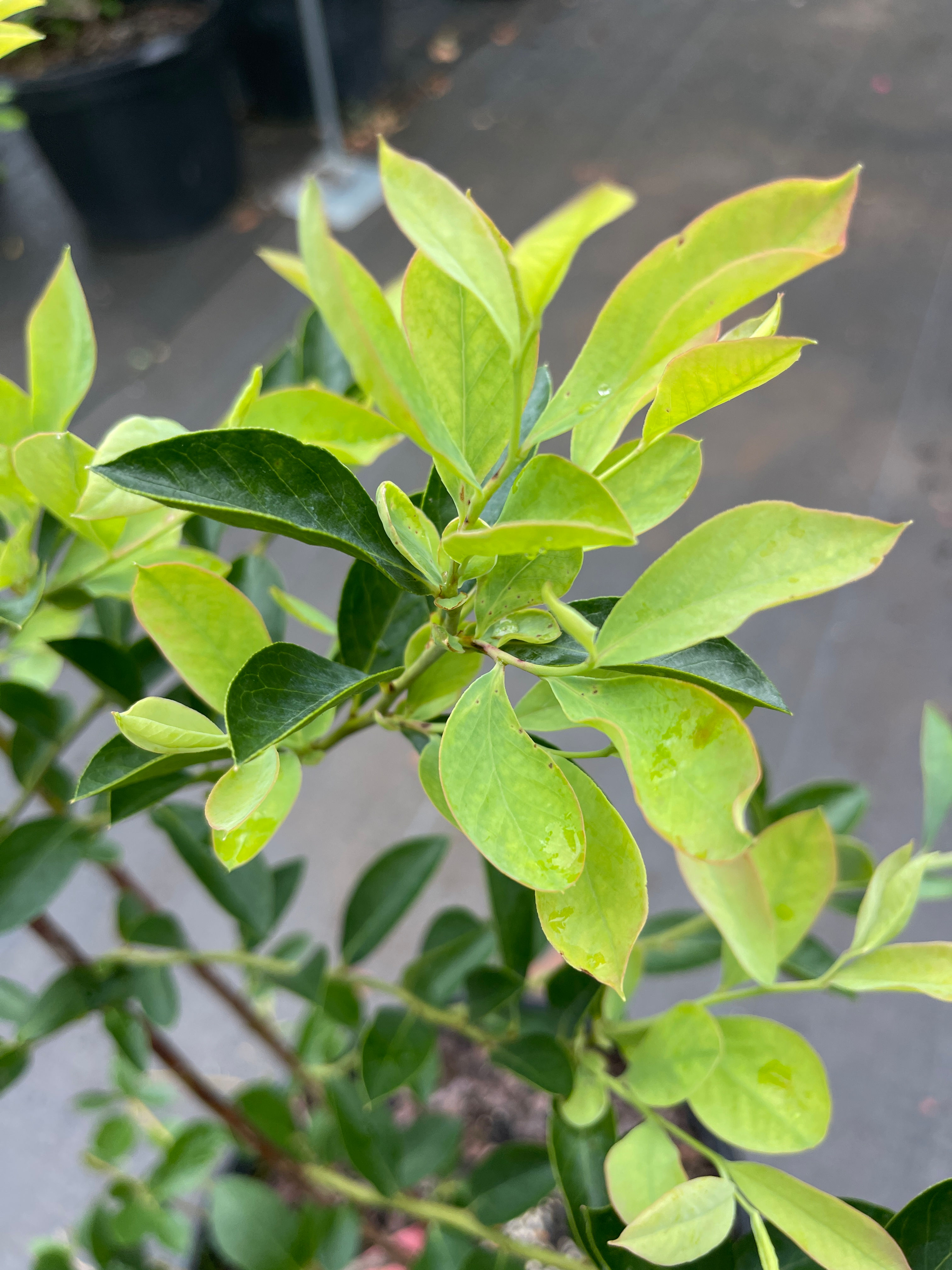 Premier Blueberry Bush